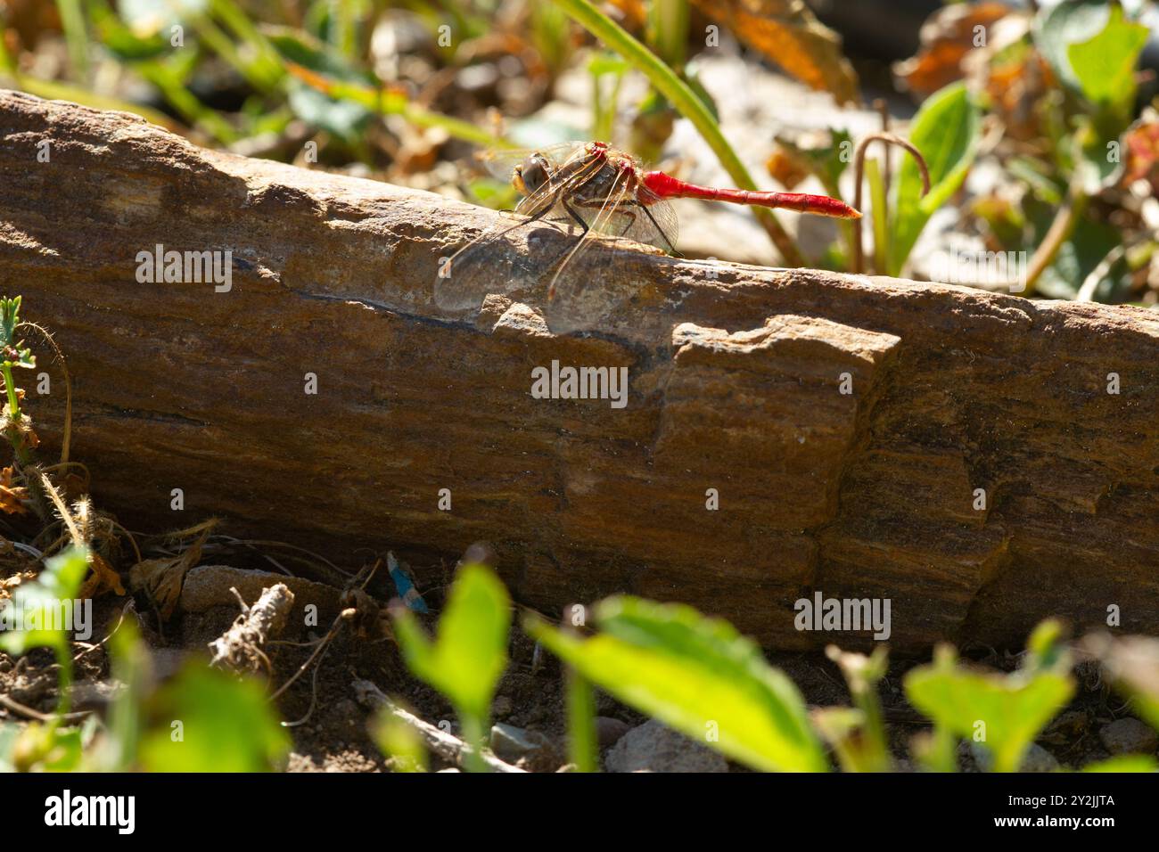 Le vene alari creano un motivo intricato sul meadowhawk a righe (Sympetrum pallipes), appollaiato sulla roccia. Foto Stock