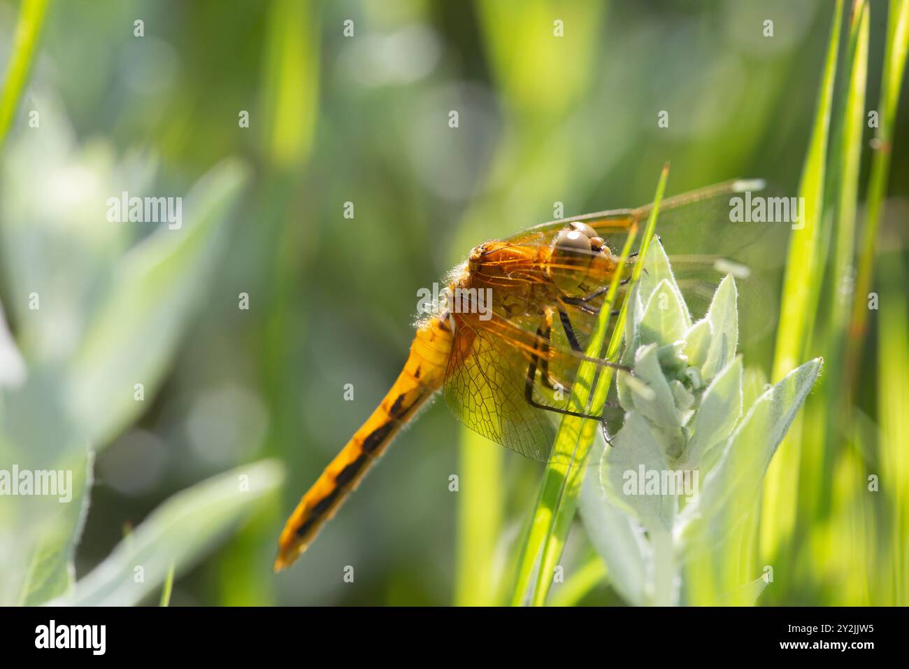 Ruby meadowhawk (Sympetrum rubicundulum) riposa sulla vegetazione, aspettando che la giornata si riscaldi. Skimmer varietà di libellule chiamate Darters nel Regno Unito. Foto Stock