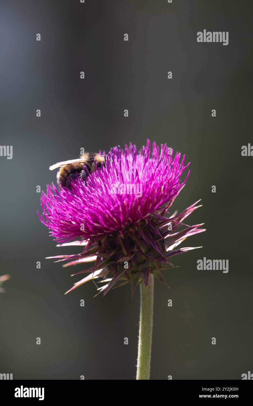 Bumble bee lavora sul cardo muschiato rosa brillante (Carduus nutans). Foto Stock