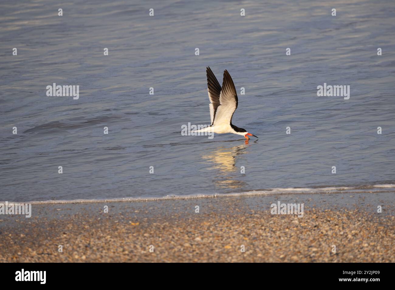 Uno skimmer nero che fa skimmer nell'acqua in cerca di cibo sulla costa. Foto Stock