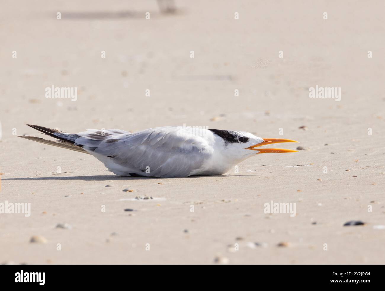 Una terna reale adagiata sulla spiaggia con il suo becco aperto nel caldo. Foto Stock