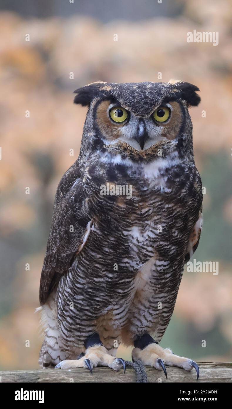 Un grande ritratto di gufo cornuto, che guarda verso lo spettatore. Foto Stock