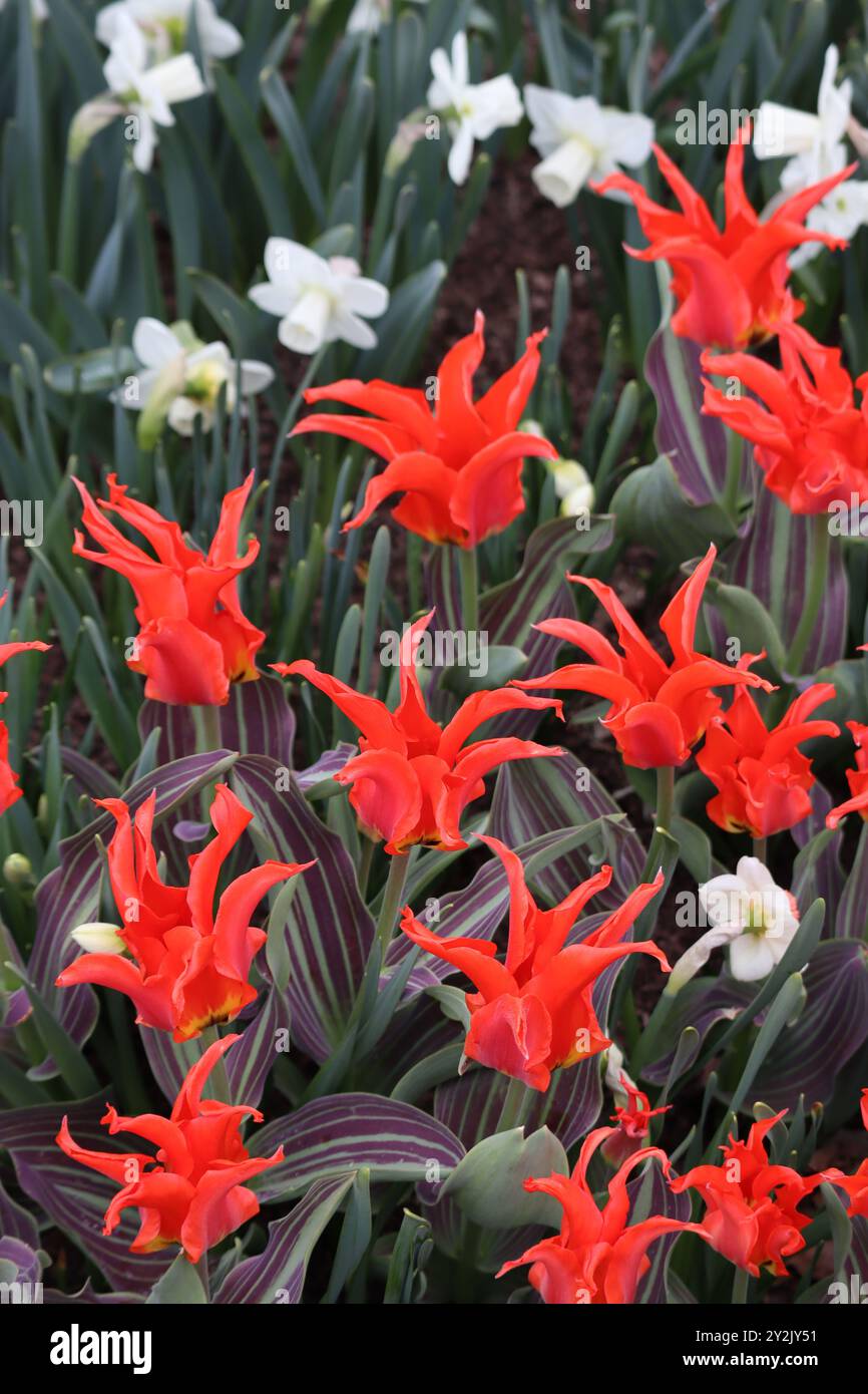 Vivaci raffiche di tulipani arancioni ardenti, un'accattivante dimostrazione dell'arrivo della primavera. Foto Stock