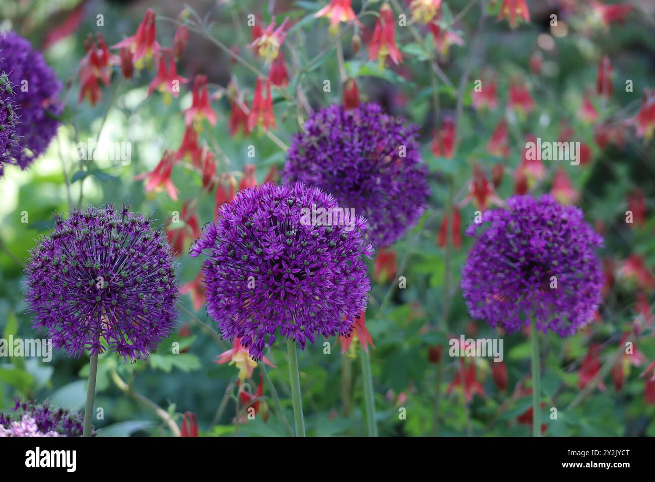 Allium "Purple Sensation" incanta con le sue splendide fioriture viola, elegantemente adagiate su uno sfondo morbido. Foto Stock