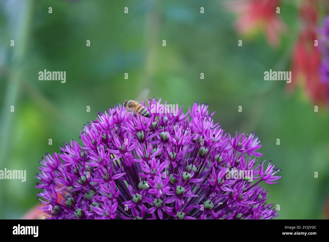 Allium "Purple Sensation" incanta con le sue splendide fioriture viola, elegantemente adagiate su uno sfondo morbido. Foto Stock