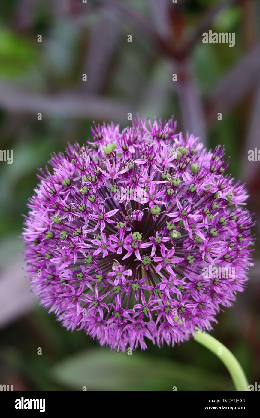 Allium "Purple Sensation" incanta con le sue splendide fioriture viola, elegantemente adagiate su uno sfondo morbido. Foto Stock