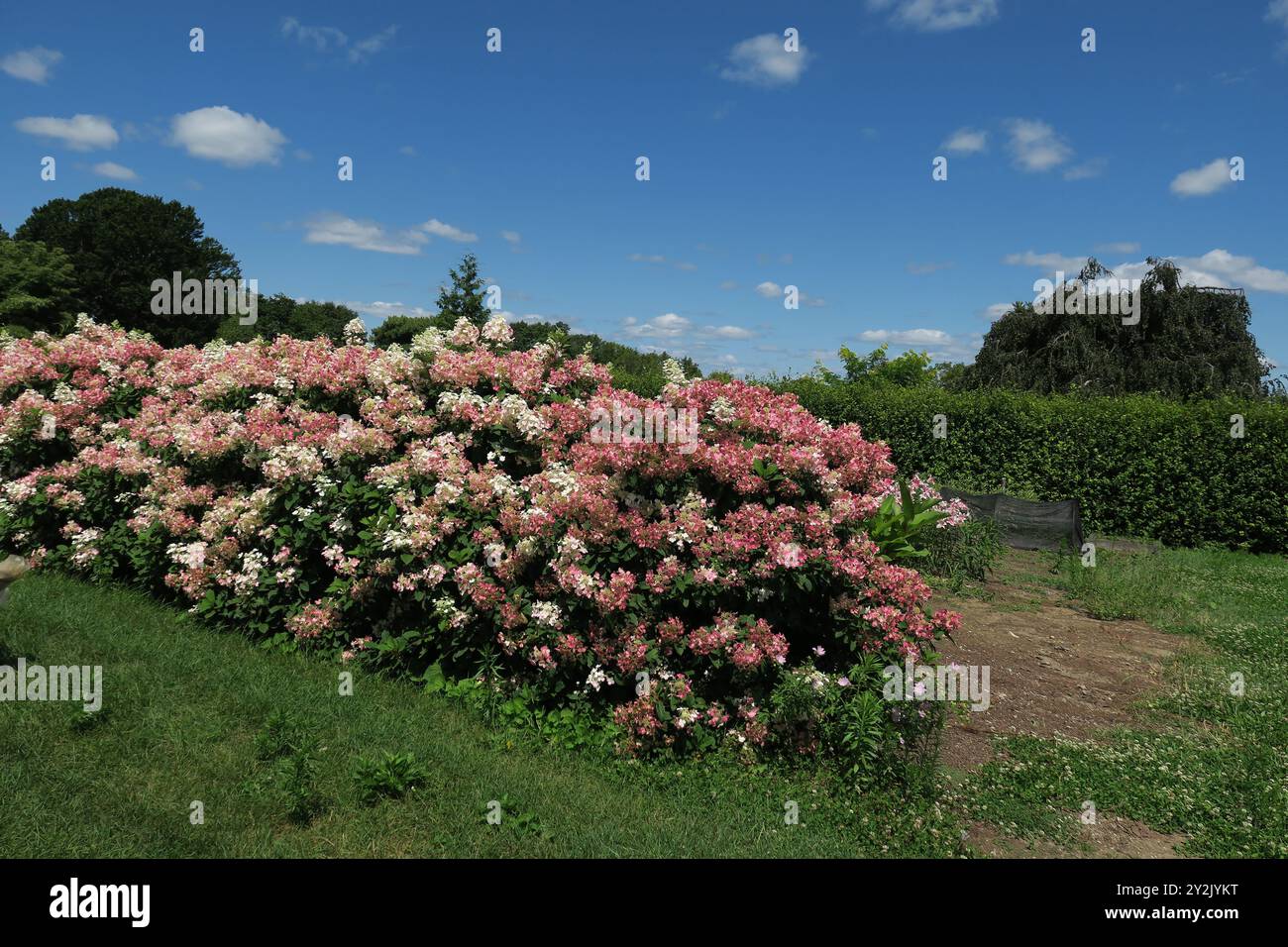 Questa vivace siepe di Hydrangea paniculata "Little Quick Fire" con fiori rosa e fogliame verde aggiunge un delizioso contrasto alla lussureggiante erba verde. Foto Stock