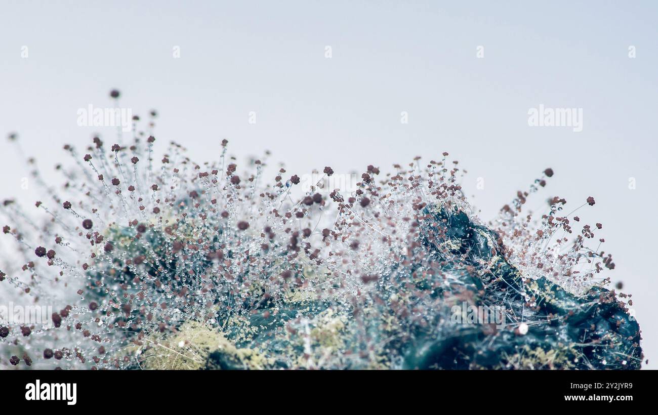 Primo piano della colonia di funghi Mucor e delle gocce di pioggia sul fiore della Clitoria ternatea, messa a fuoco selettiva. Foto Stock