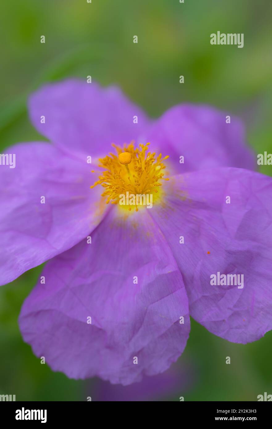 Rosa pelosa (Cistus incanus) Fiore Foto Stock