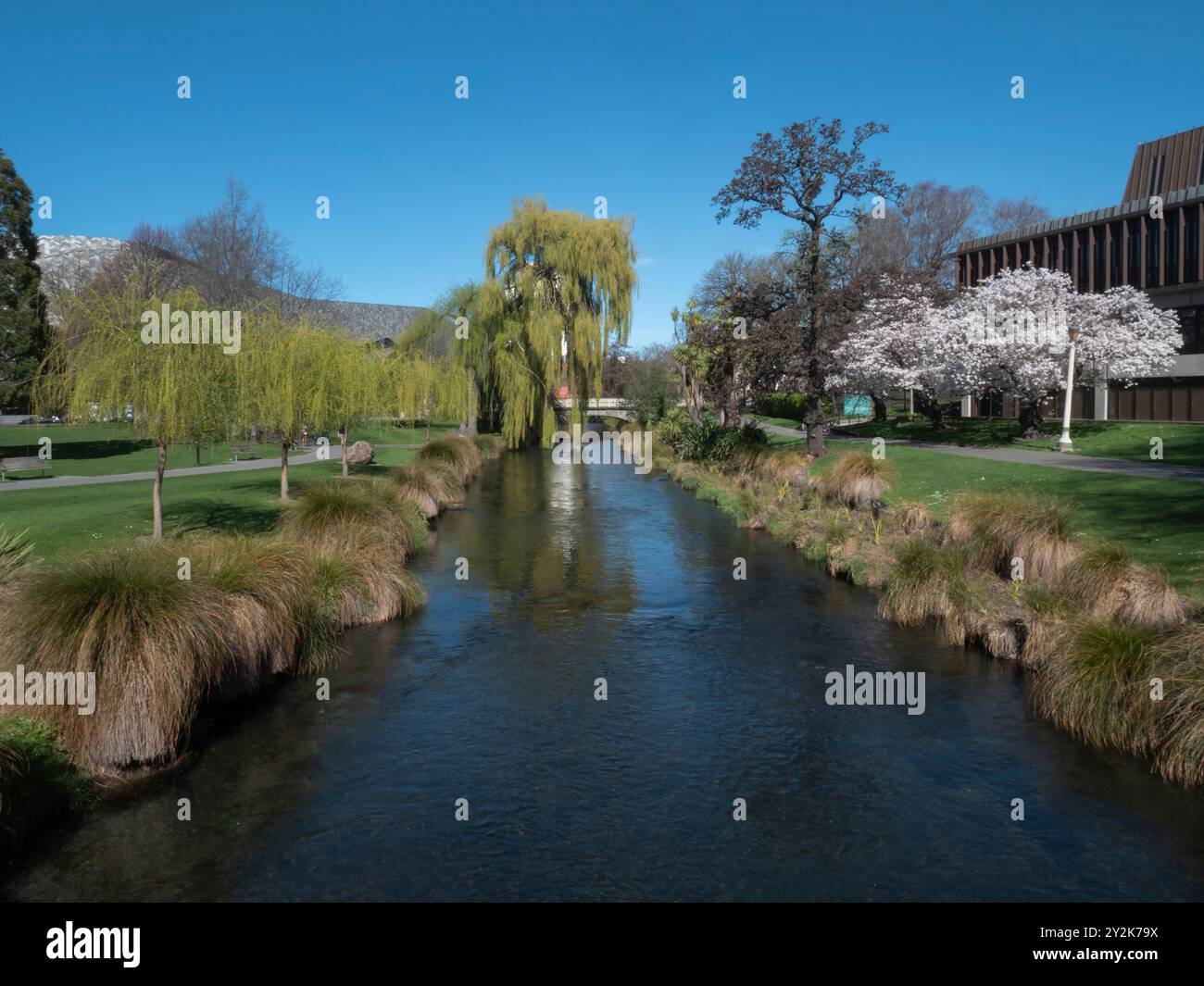 Il fiume Avon in Victoria Square, Christchurch, nuova Zelanda, Aotearoa con salici piangenti e alberi di ciliegio in fiore. Foto Stock