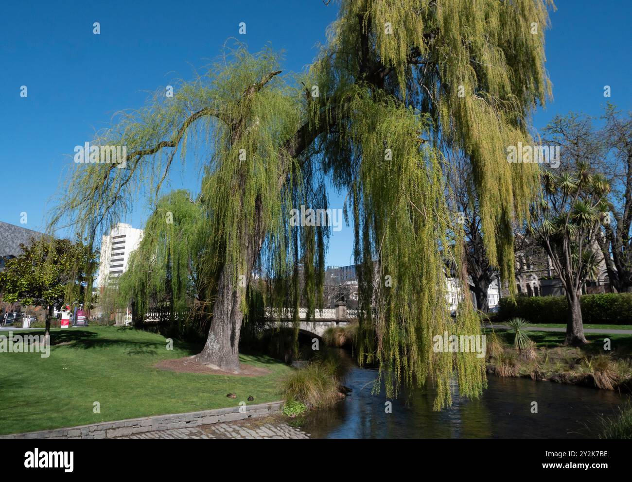 Salice piangente sulla riva del fiume Avon in Victoria Square, Christchurch, nuova Zelanda, Aotearoa. Foto Stock
