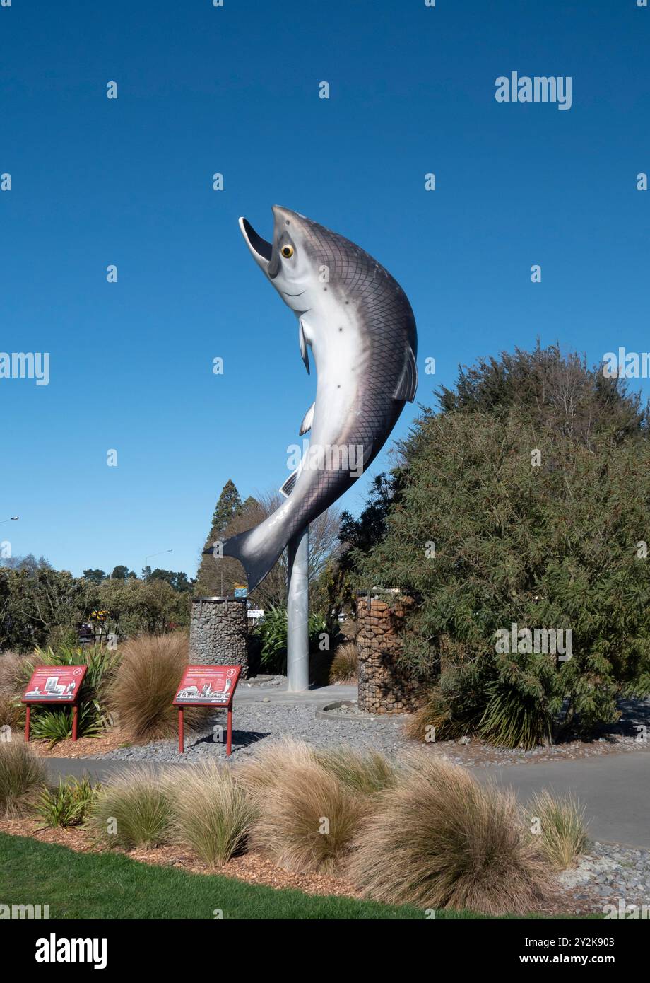 Salmone gigante a Rakaia, nell'isola meridionale della nuova Zelanda, Aotearoa Foto Stock