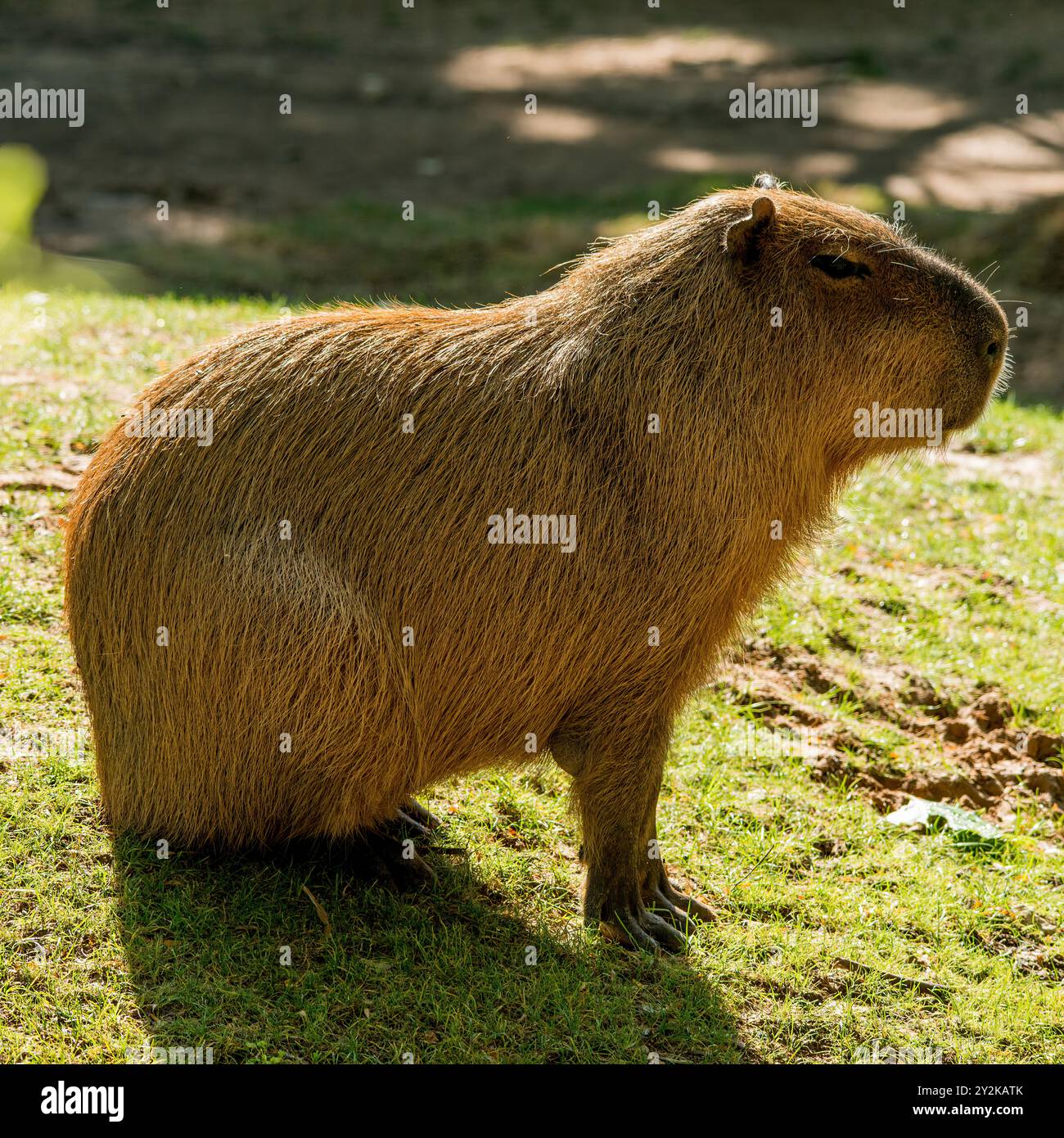 Capybara seduto sul lungomare Foto Stock