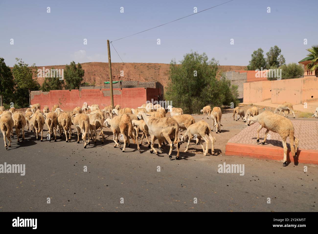 Gregge di pecore in un villaggio nella campagna desertica vicino ad Asni e alle montagne dell'alto Atlante in Marocco. Regione Marrakech-Safi, provincia di al Haouz, Hig Foto Stock