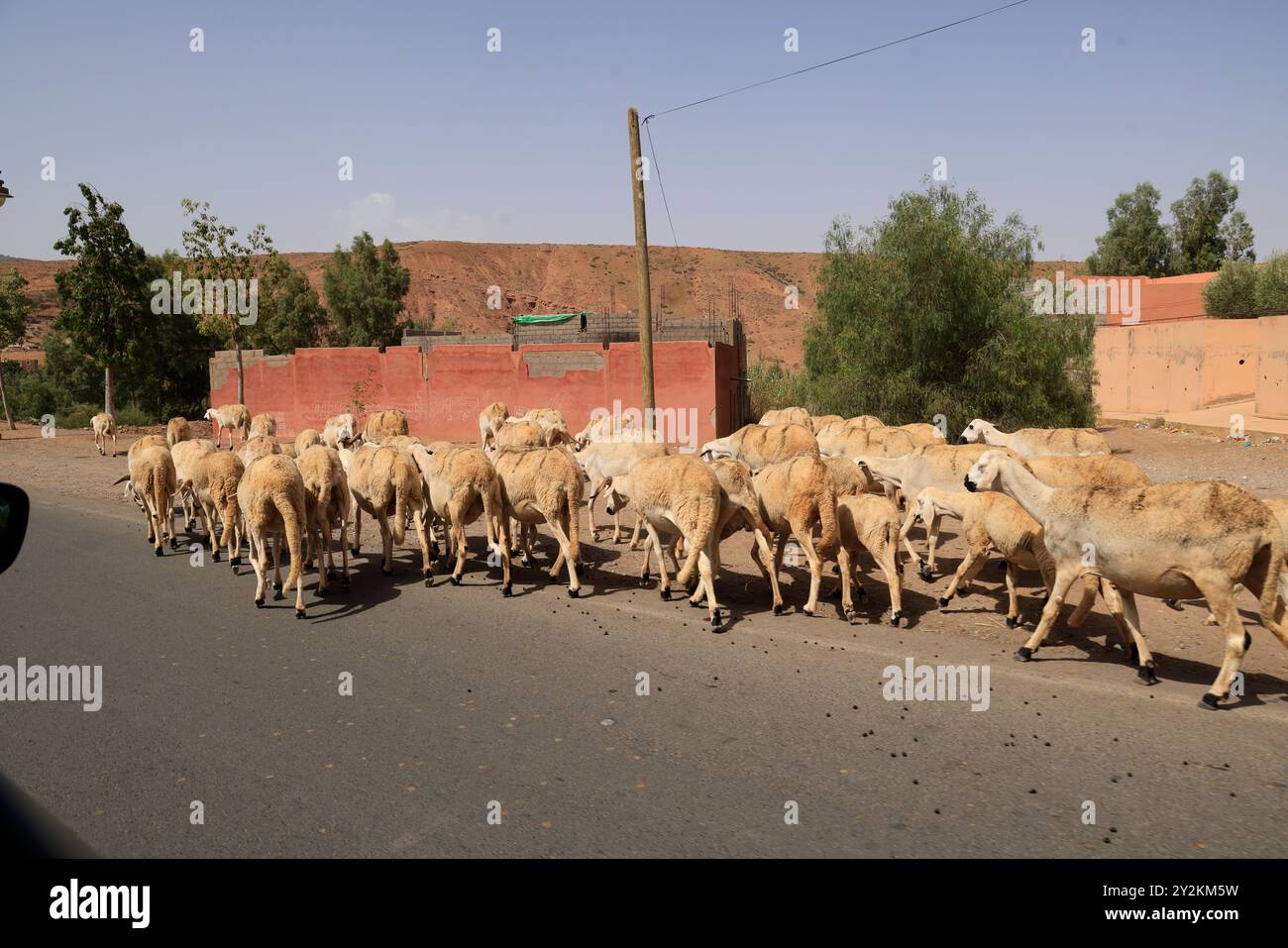 Gregge di pecore in un villaggio nella campagna desertica vicino ad Asni e alle montagne dell'alto Atlante in Marocco. Regione Marrakech-Safi, provincia di al Haouz, Hig Foto Stock