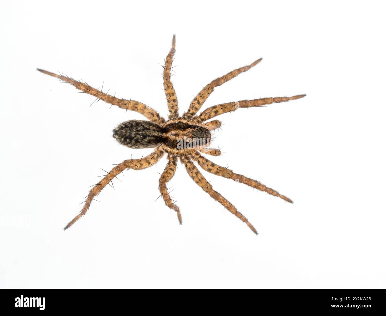 Ragno lupo dalle gambe sottili (specie Pardosa) dall'alto. Isolato Foto Stock
