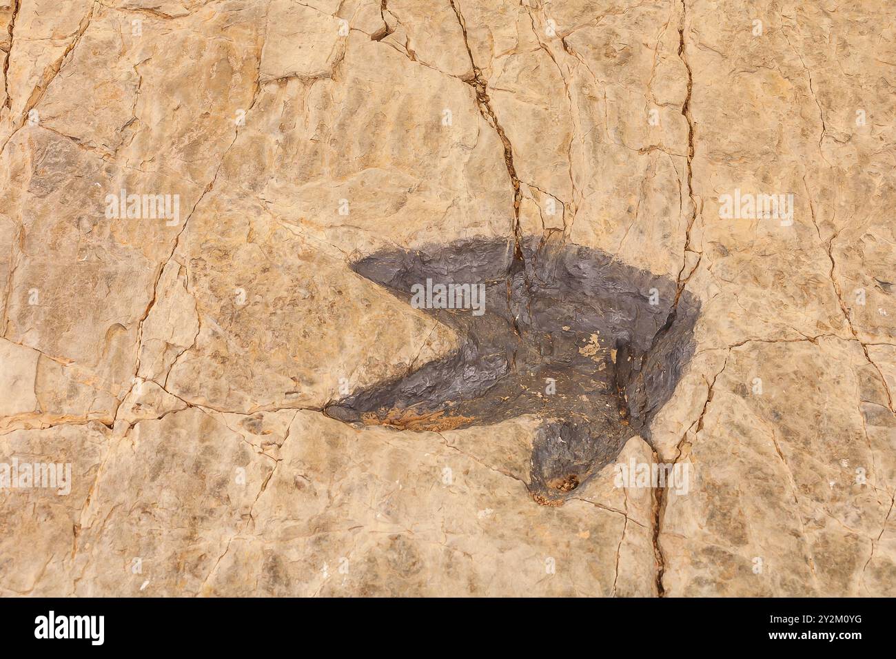 Los Cayos Dinosaur Tracksite. CORNAGO. La Rioja. Spagna. Europa Foto Stock