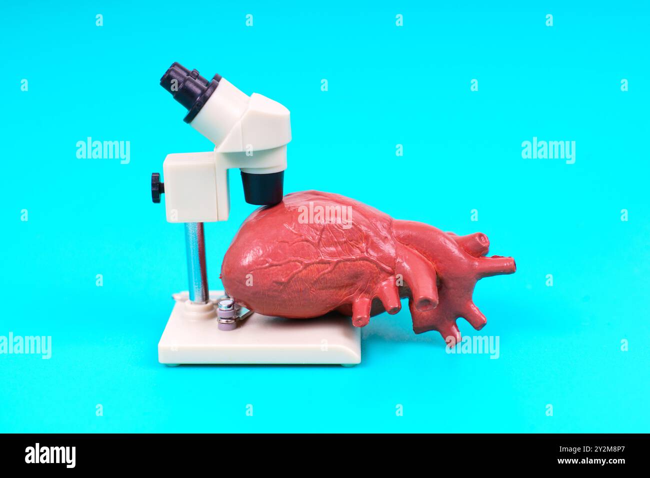 Modello dettagliato di anatomia cardiaca al microscopio, ideale per l'insegnamento e gli studi medici, evidenziando le caratteristiche strutturali. Foto Stock