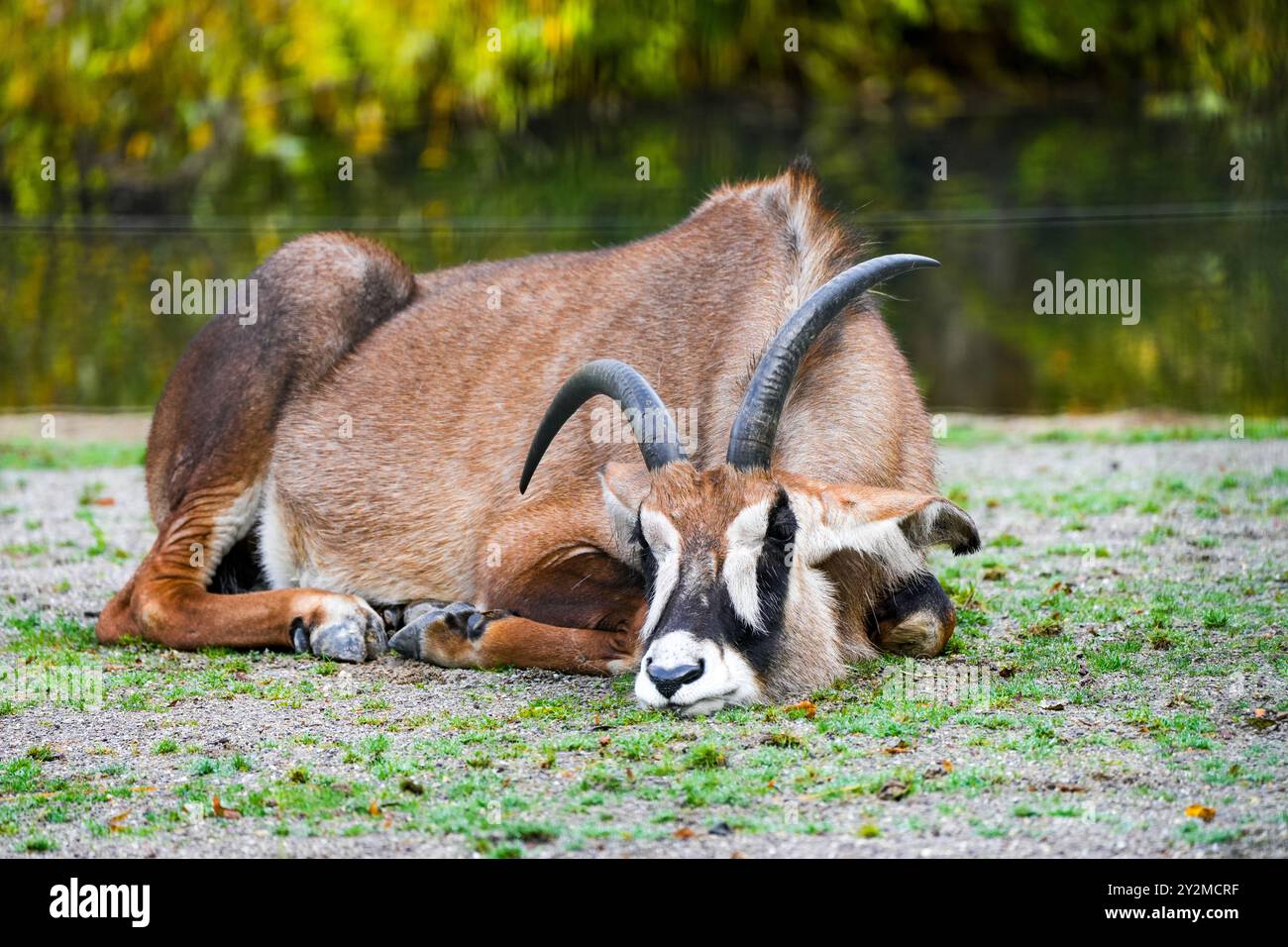 Mentire antilope roan. Animale in primo piano. Ippotrago equinus. Foto Stock