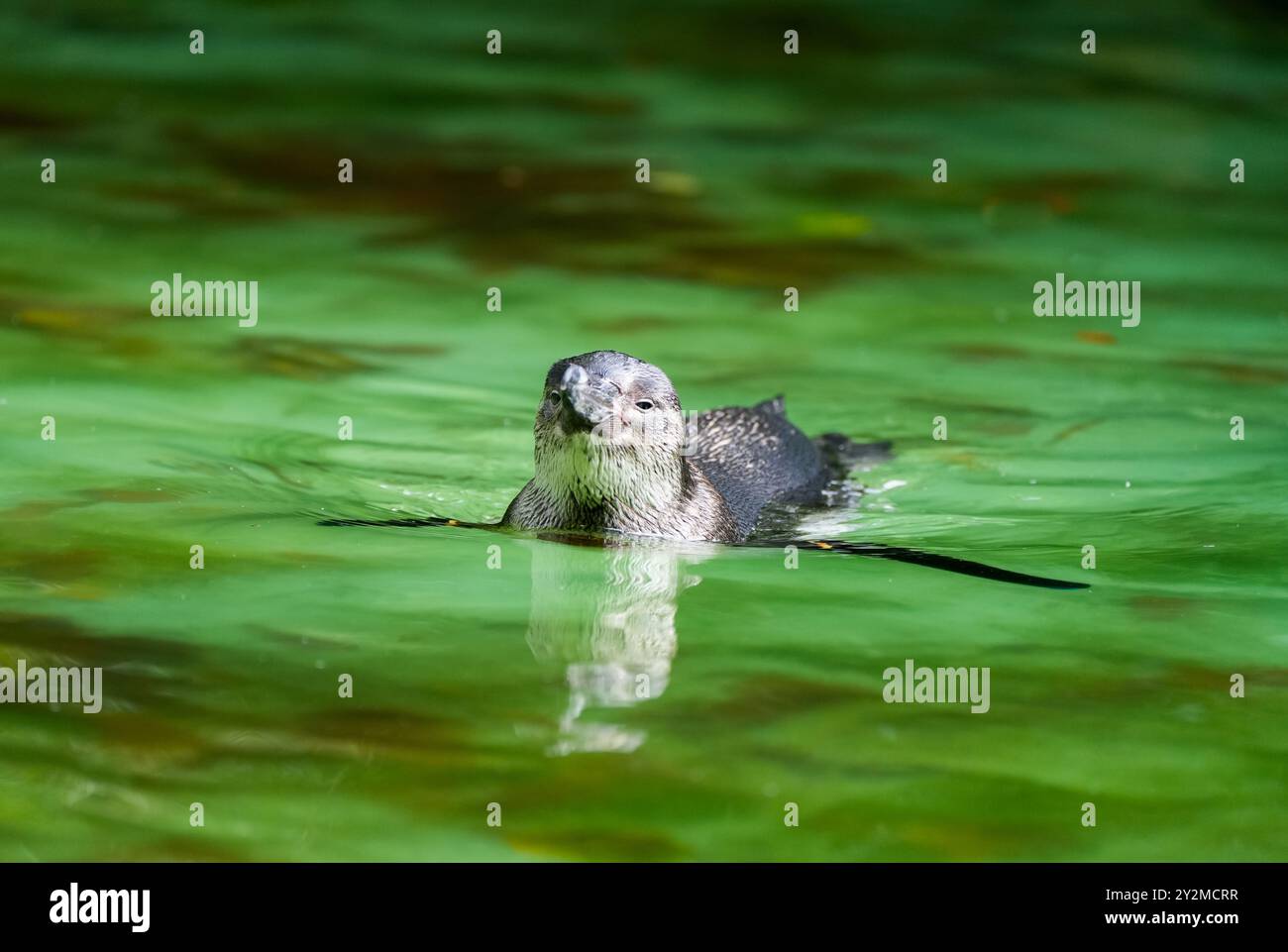 Pinguino che nuota. Animale in primo piano. Foto Stock