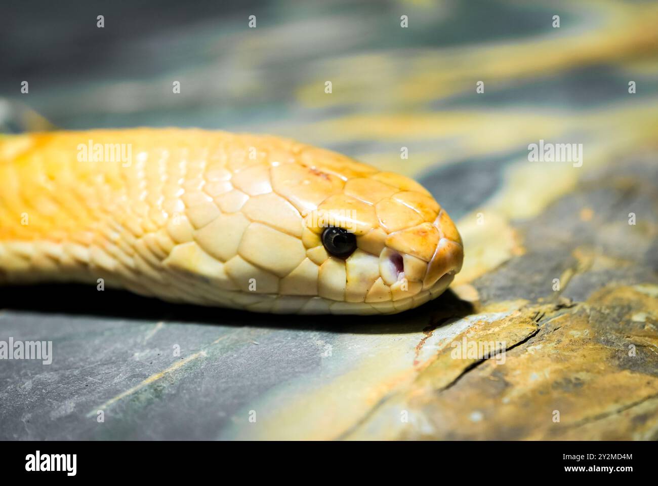 Ritratto di un serpente. Primo piano rettile. Foto Stock