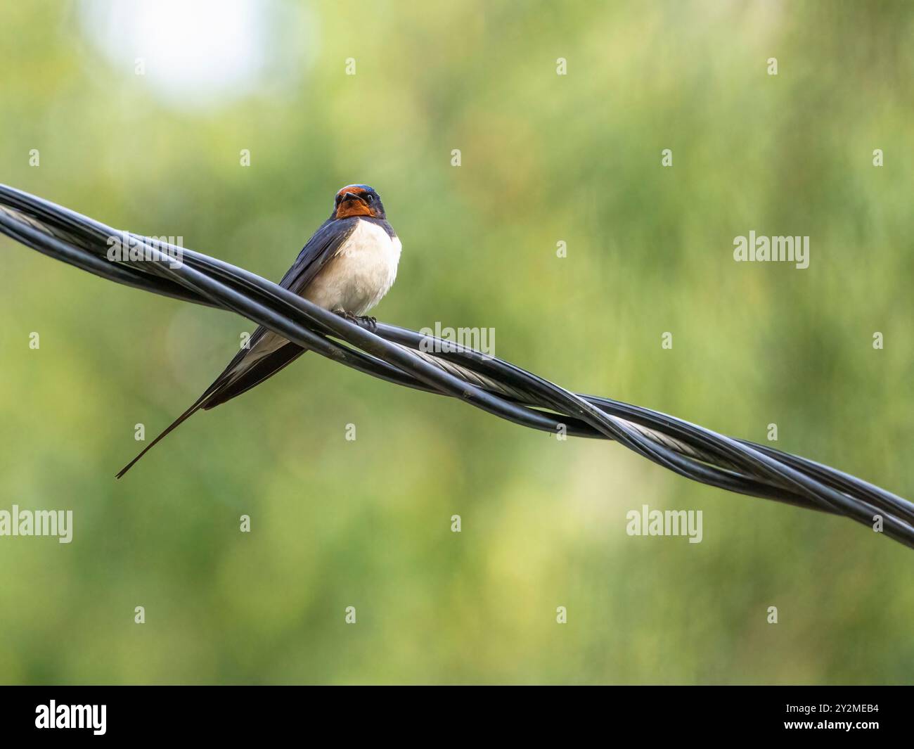 Fienile Swallow su un filo Foto Stock