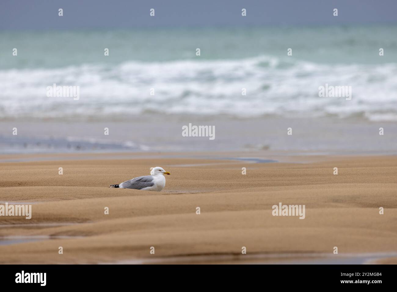 Goéland argenté (Larus argentatus) sur une plage de la Cöte d'Opale, Francia, Pas de Calais Foto Stock
