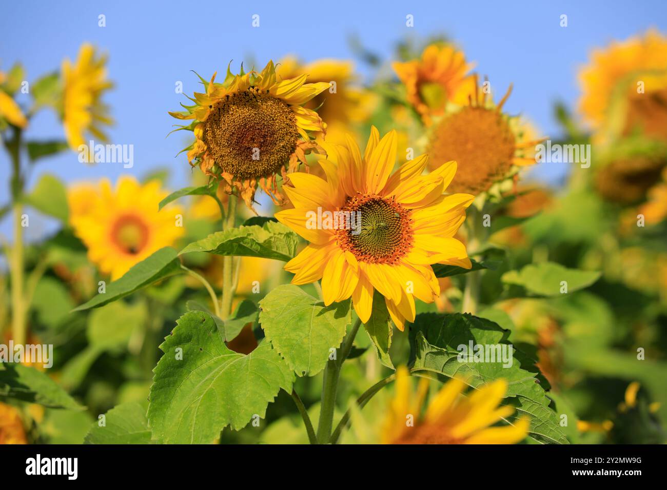 Girasoli, Helianthus, che crescono in campo agricolo in una giornata di sole di fine estate. I fiori sono in diverse fasi di fioritura. Foto Stock