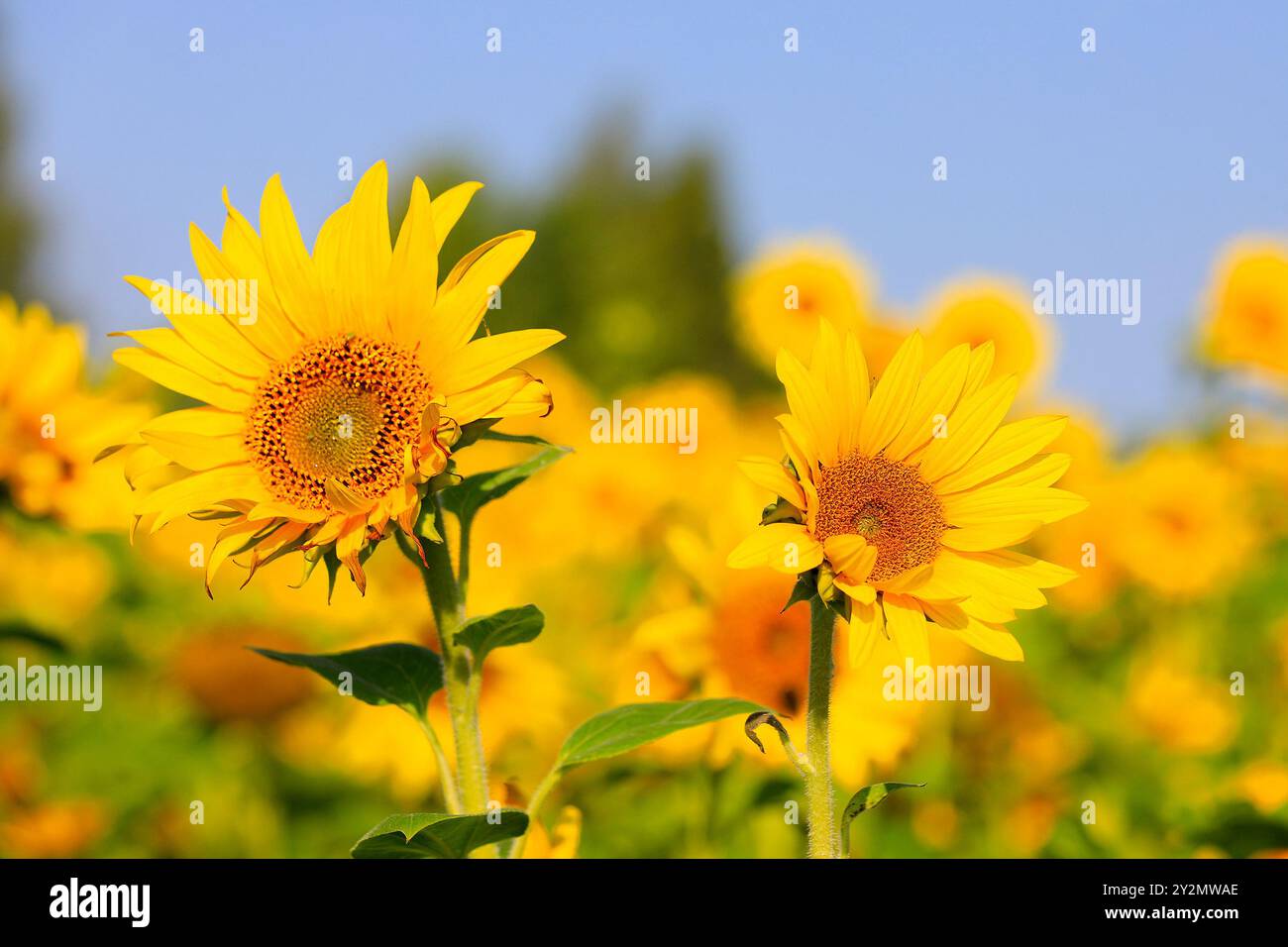Due girasoli, Helianthus, che crescono in campo agricolo in una giornata di sole di fine estate. Foto Stock