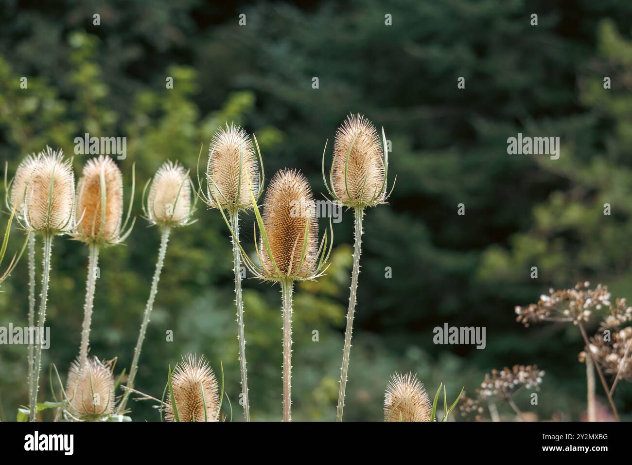 Un gruppo di piante da tè con le sue distintive teste spesse si staglia alto in un prato selvaggio, contrastando splendidamente con il morbido sfondo verde della foresta. Foto Stock