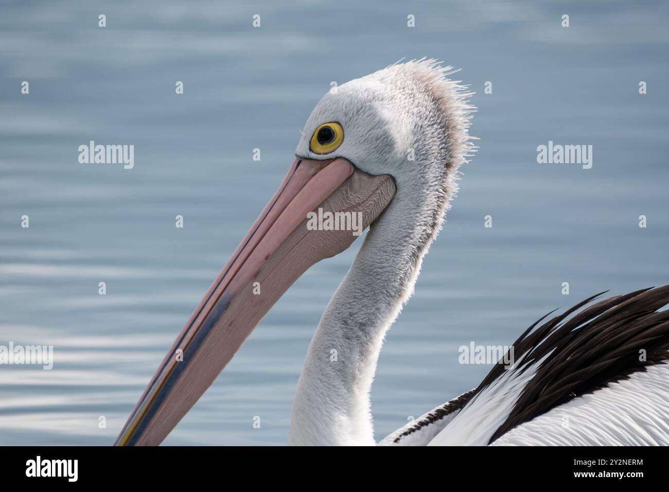 Pellicano australiano, Pelecanus conspicillatus, on the water, Huskisson, NSW, Australia Foto Stock