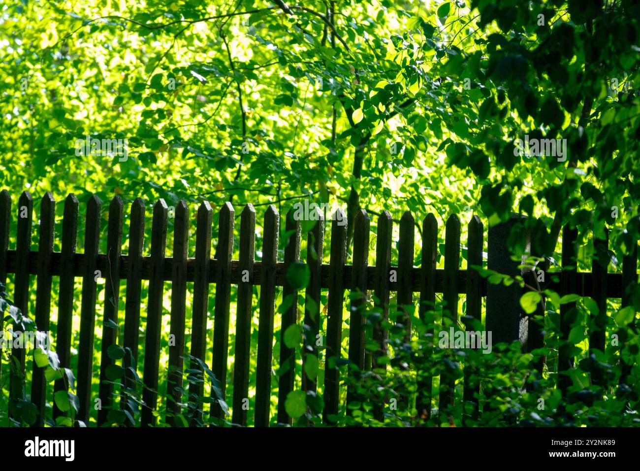 Una recinzione in legno circondata da lussureggianti frontoni verdi con luce solare che filtra attraverso la luce verde delle foglie Foto Stock