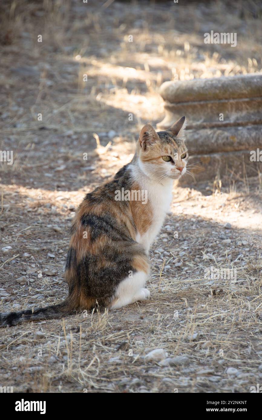 gatto tricolore, primo piano, seduto a terra, all'aperto Foto Stock