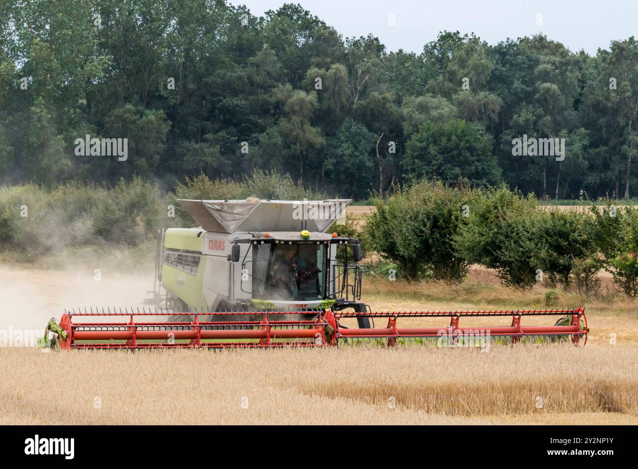 Raccolta con una mietitrebbia Claas Lexion 8900 su un campo a Norfolk. Foto Stock