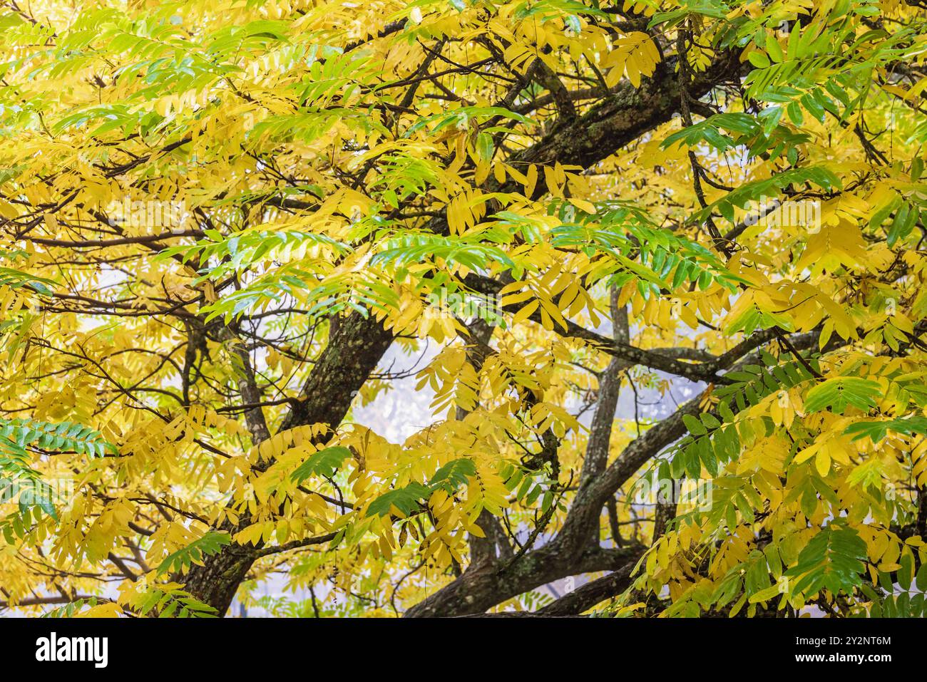 Foglie autunnali gialle in un albero Foto Stock