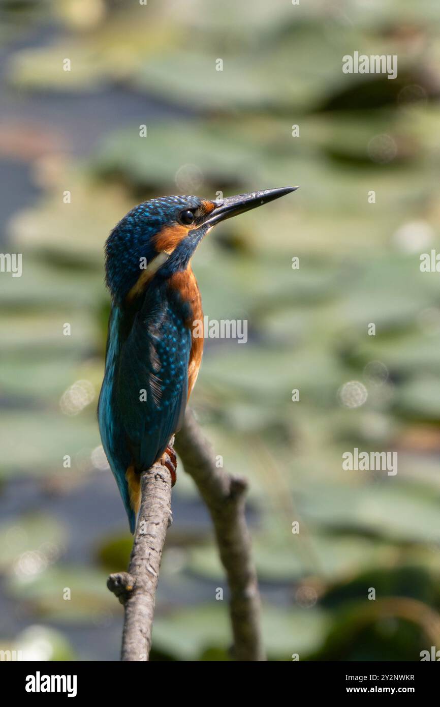 Common kingfisher (Alcedo atthis) o Eurasian kingfisher o River kingfisher on a Perch. Riserva naturale Isola della Cona, Italia. Foto Stock