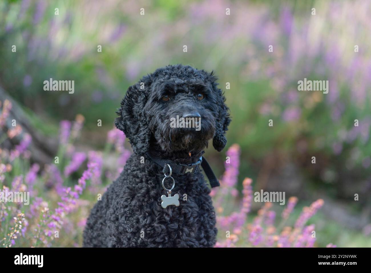 cane cockapoo con colletto ed etichetta Foto Stock