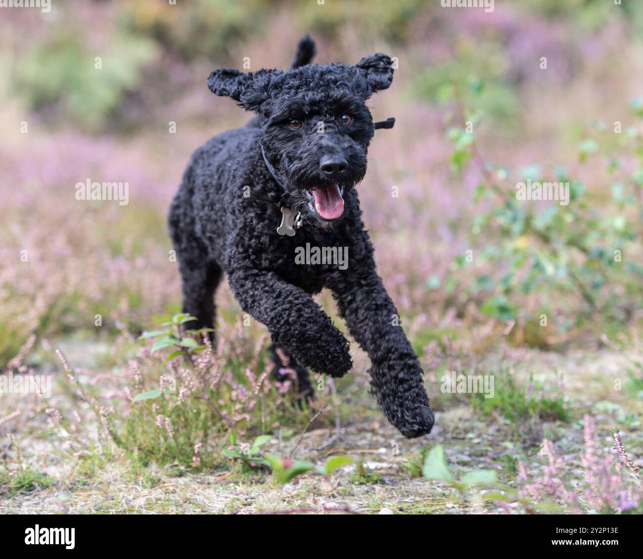 Cane cockapoo nel Regno Unito Foto Stock