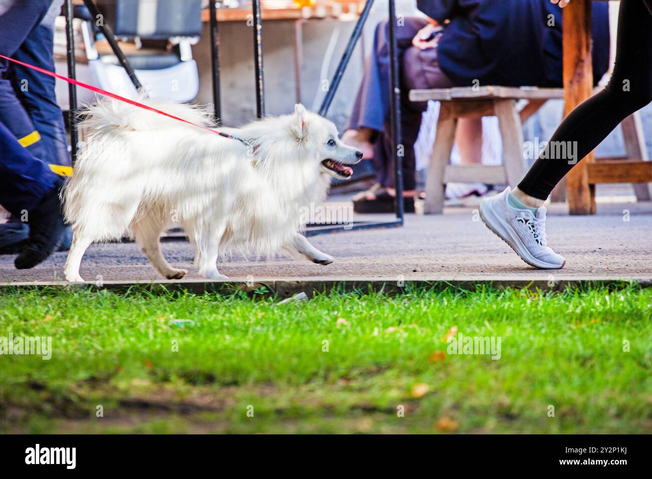 cammina con un cane al guinzaglio in una giornata di sole tra la folla. Prendersi cura e sollevare animali domestici Foto Stock