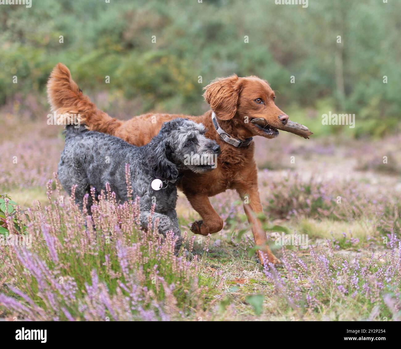 Due cani che giocano con uno stickUK Foto Stock