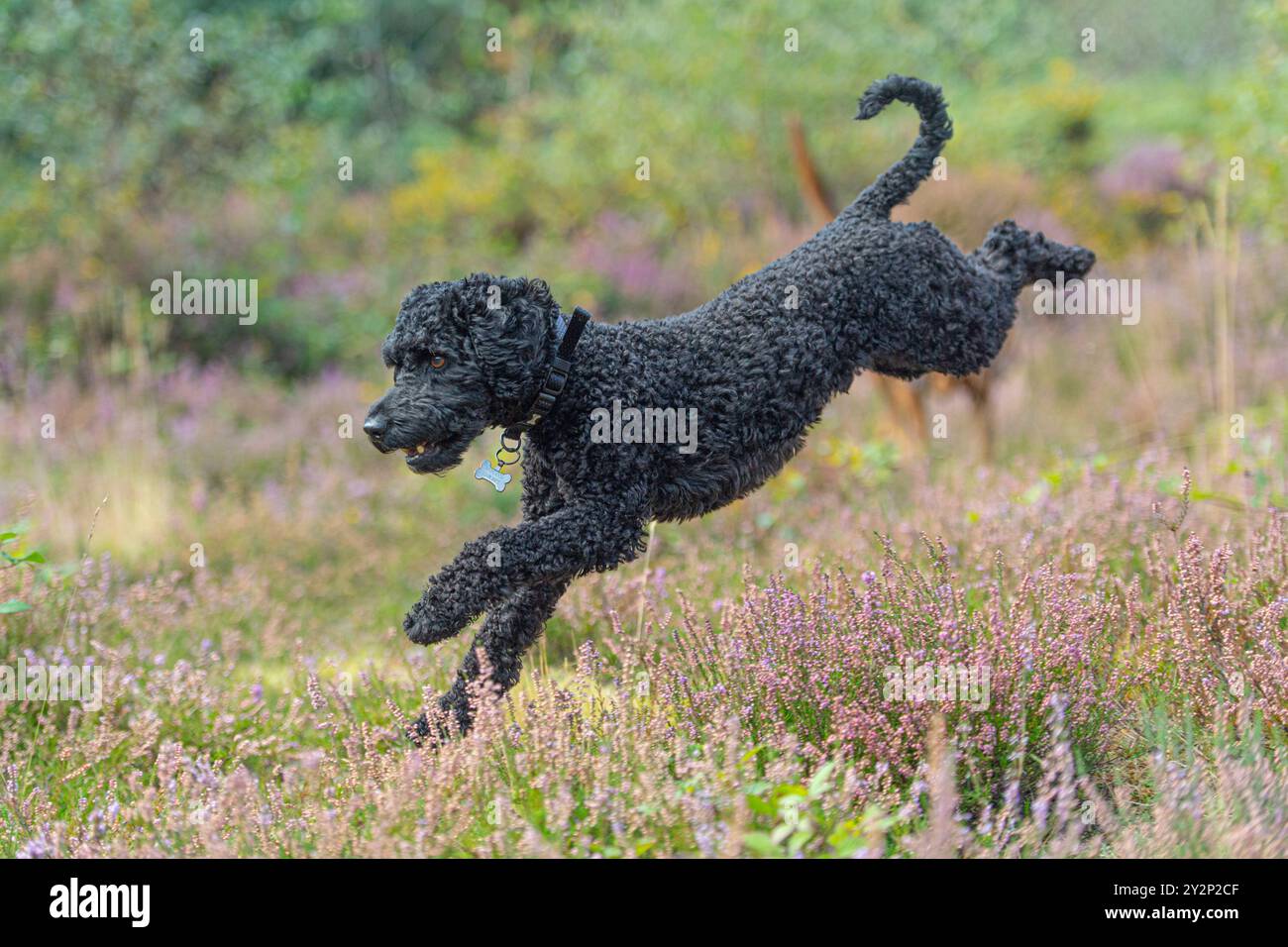 Cane cockapoo nel Regno Unito Foto Stock