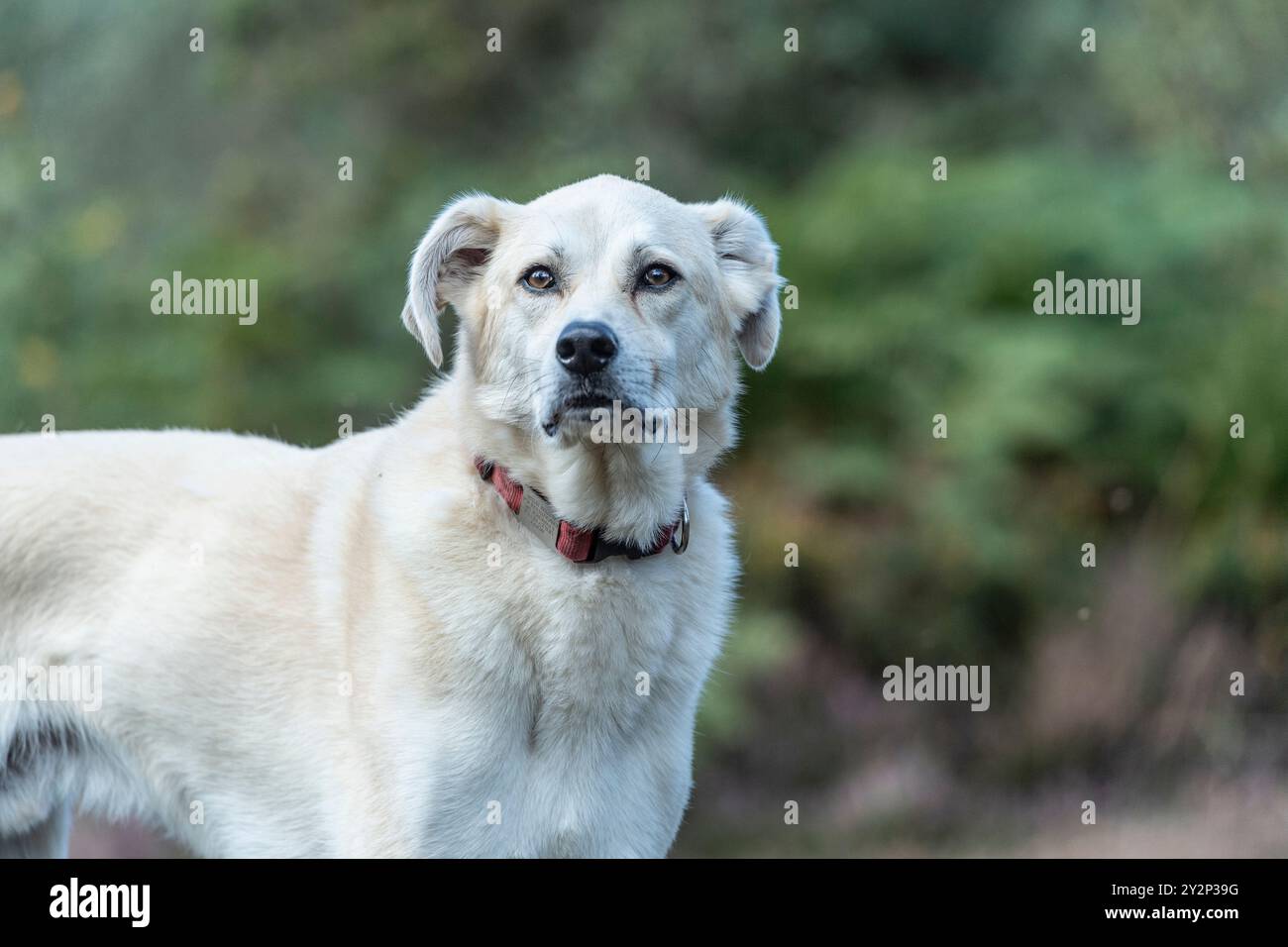 Cane da strada rumeno Foto Stock