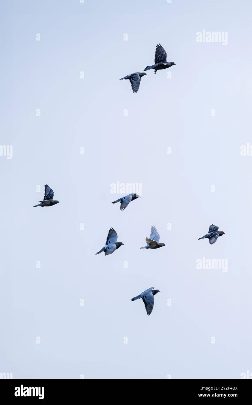 Uno stormo di piccioni selvatici Columbidae che volano in alto nel Regno Unito. Foto Stock
