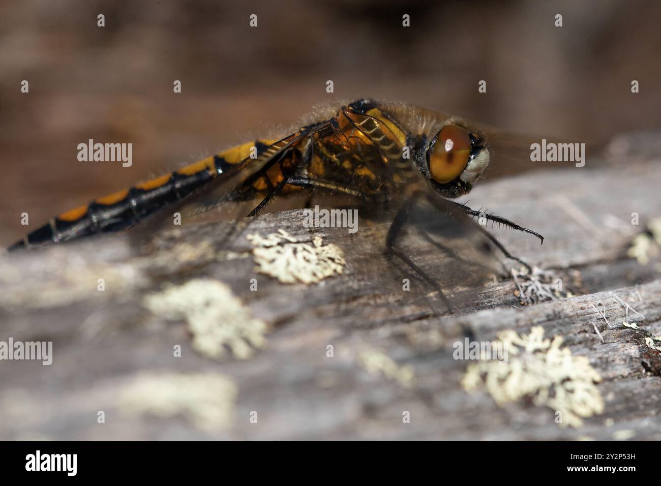 Northern White affrontò Darter, presa nella Finlandia artica, nel giugno 2023, questa libellula stava riposando al fresco sole Foto Stock