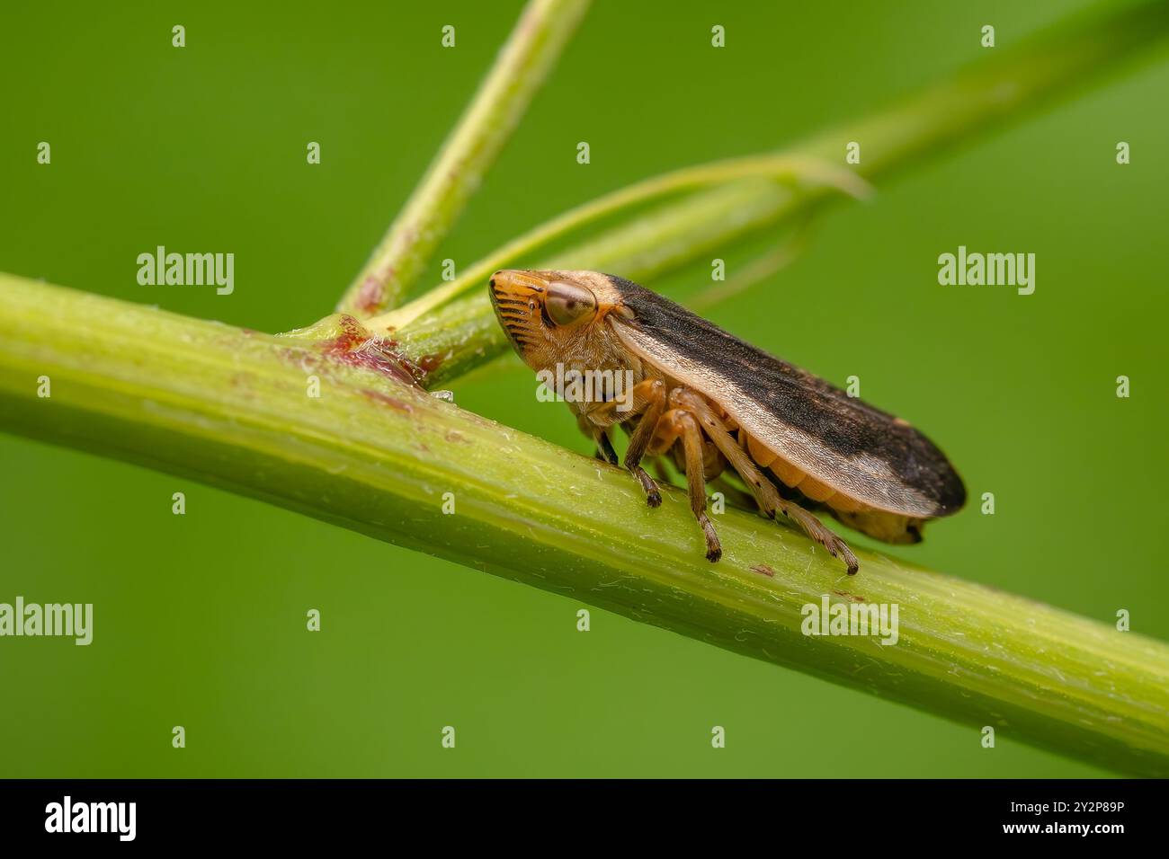 Comune Froghopper - Philaenus spumarius, piccolo cimice comune proveniente da prati e praterie europee, Zlin, Repubblica Ceca. Foto Stock