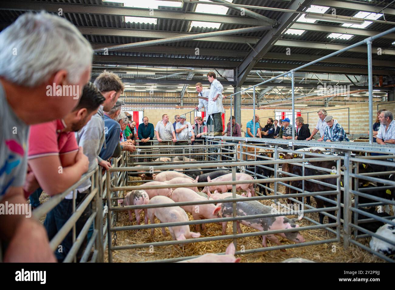 venditori all'asta che vendono suini sul mercato Foto Stock