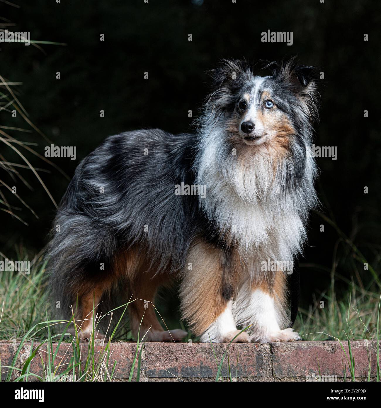 Cane da pastore delle shetland con un backgroundUK nero Foto Stock