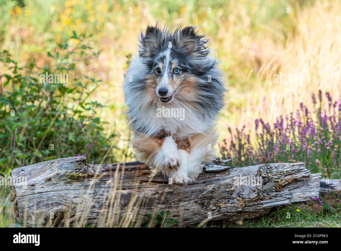 merle Shetland Sheepdog salta un tronco Foto Stock