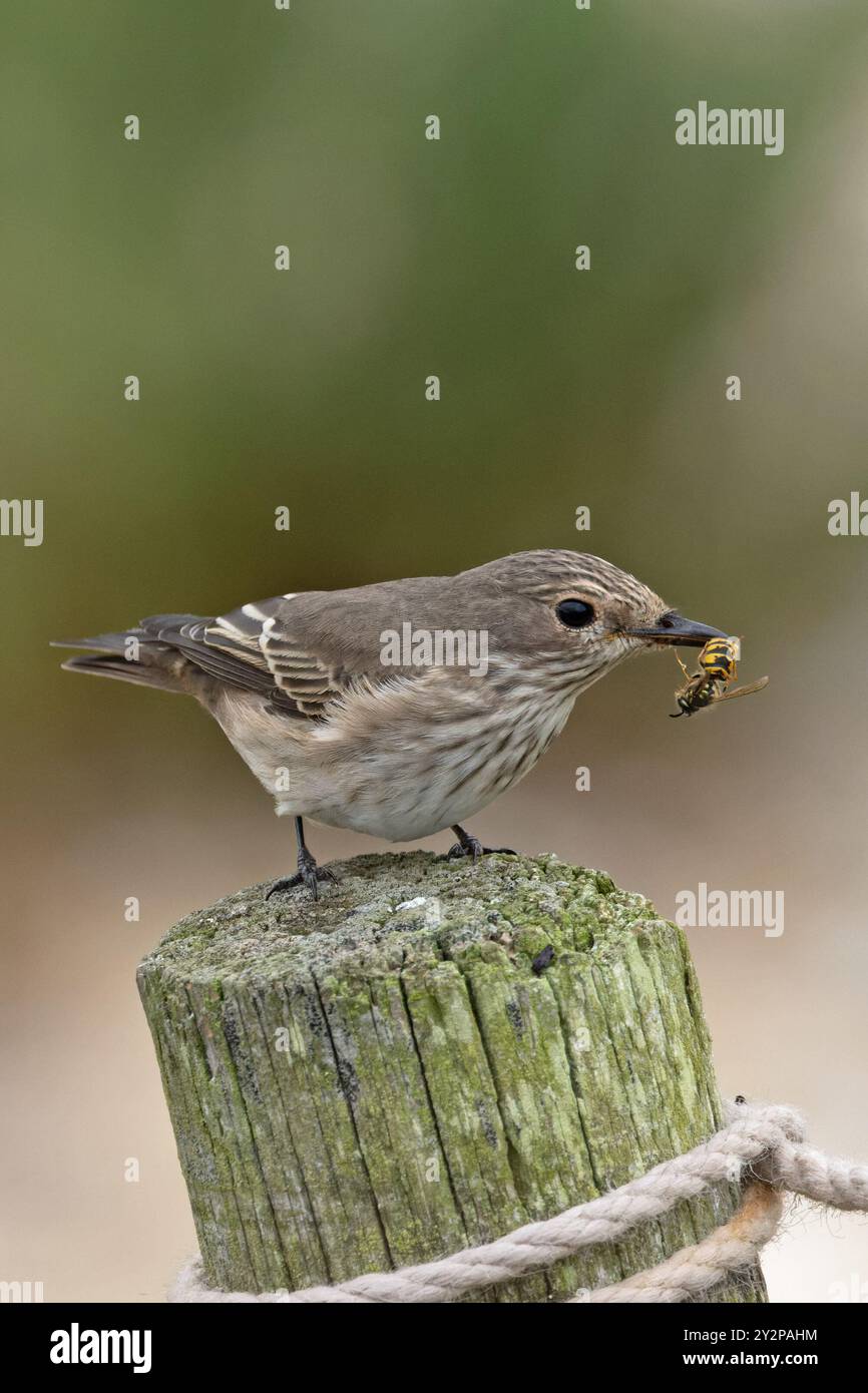 Flycatcher maculato (Muscicapa striatas) che rimuove la puntura dalla vespa (specie Apocrita) prima di mangiare Norfolk settembre 2024 Foto Stock