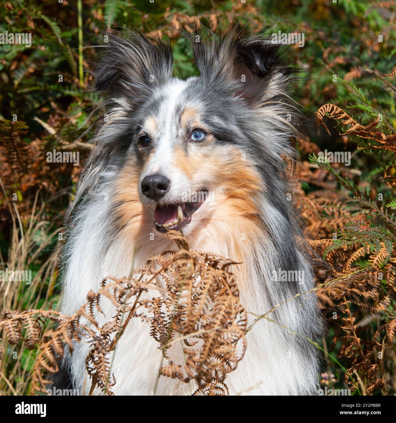 blue tri merle shetland sheepdog Foto Stock